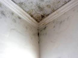 Best Basement Mold Removal  in Soquel, CA