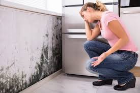 Why You Should Choose Our Mold Remediation Services in Soquel, CA